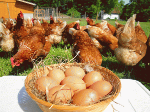 Ferme Bertherin BIO